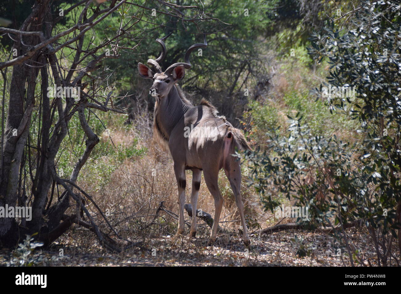 Greater Kudu, Kruger National Park, South Africa Stock Photo