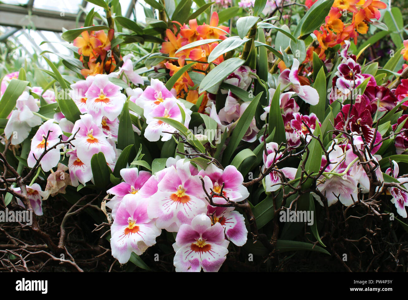 A grouping of pink, white, orange and yellow Miltoniopsis orchid flowers in full bloom surrounded by branches, orange Cattleya and red Miltoniopsis or Stock Photo