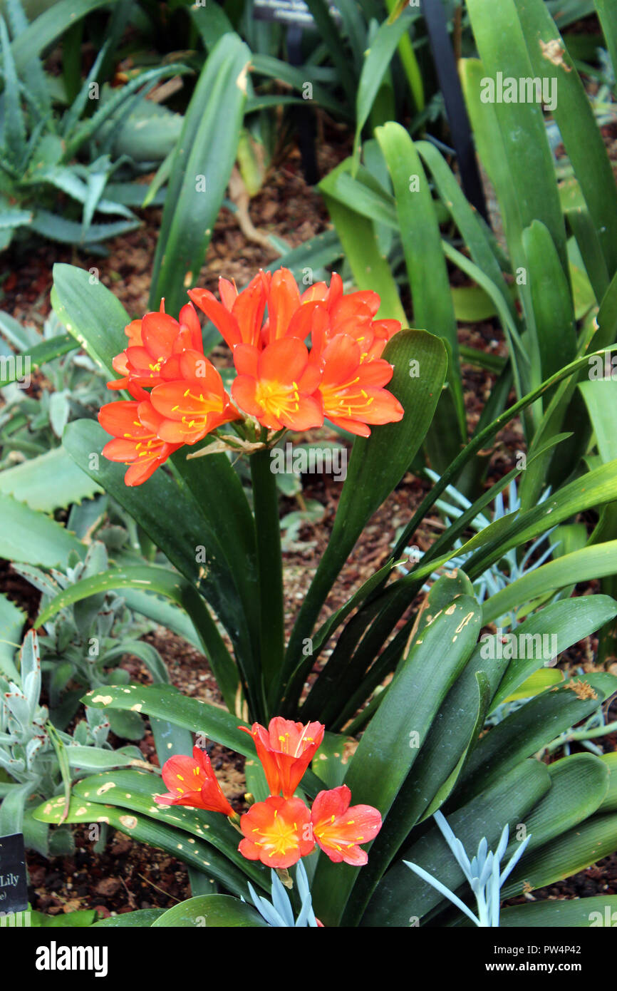 A Natal lily, Clivia miniata, in full bloom Stock Photo