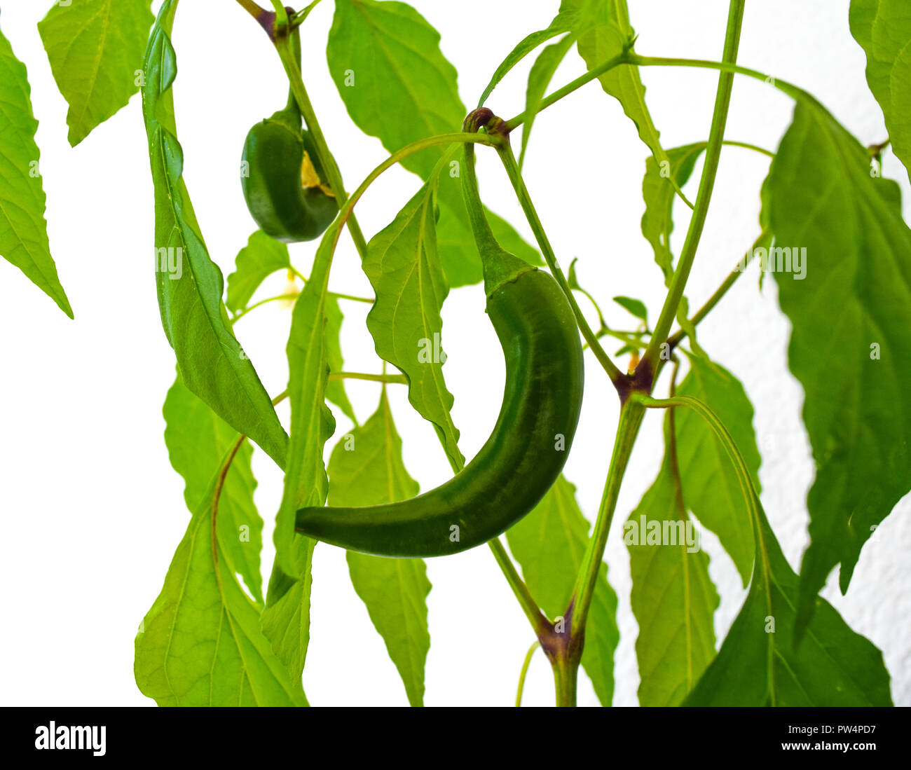 Chili pepper on a plant, green chili pepper plant Stock Photo - Alamy