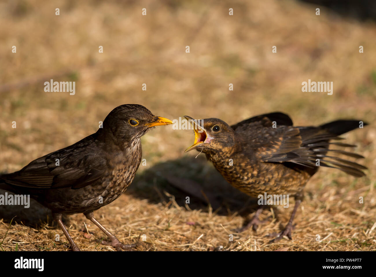 Eurasian blackbird baby hires stock photography and images Alamy