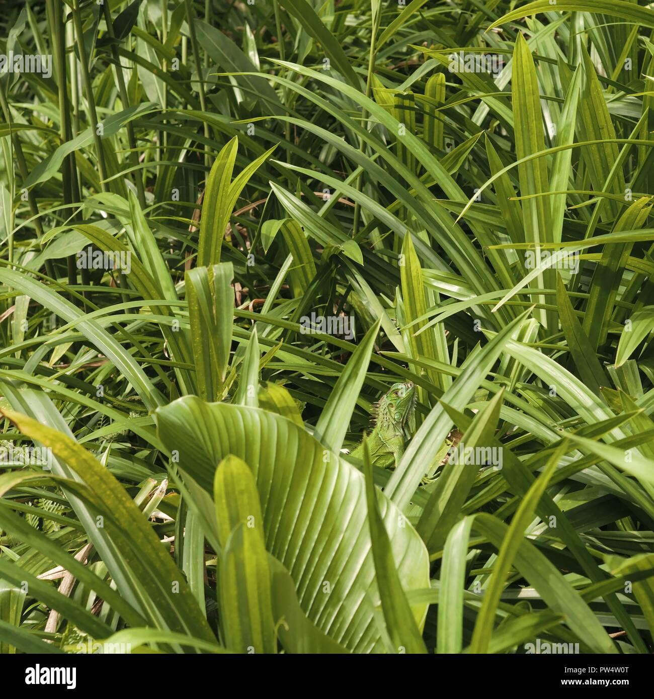 Plants and green - hidden lizard Stock Photo