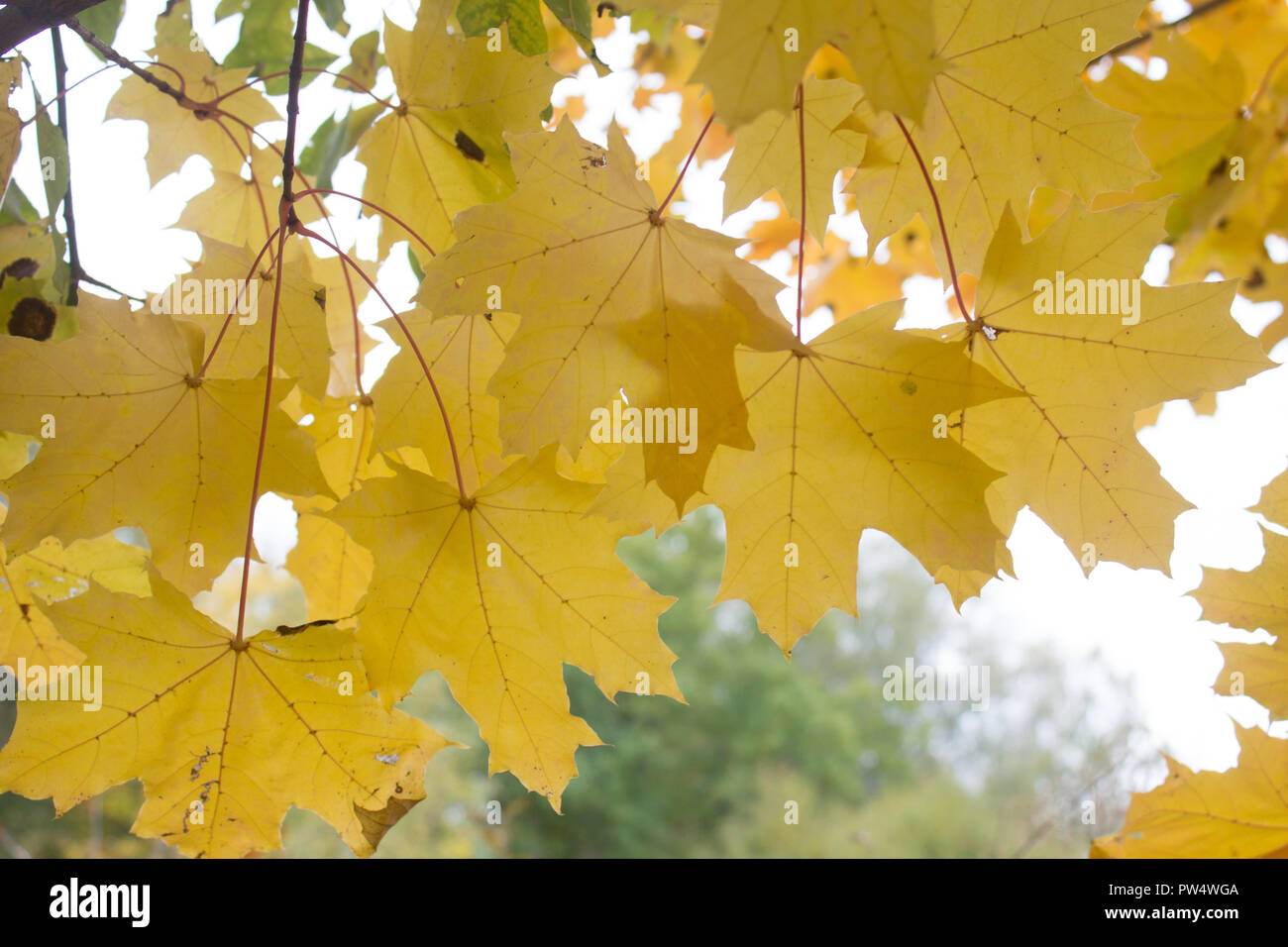 fall season background, yellow maple leaves on the tree Stock Photo - Alamy