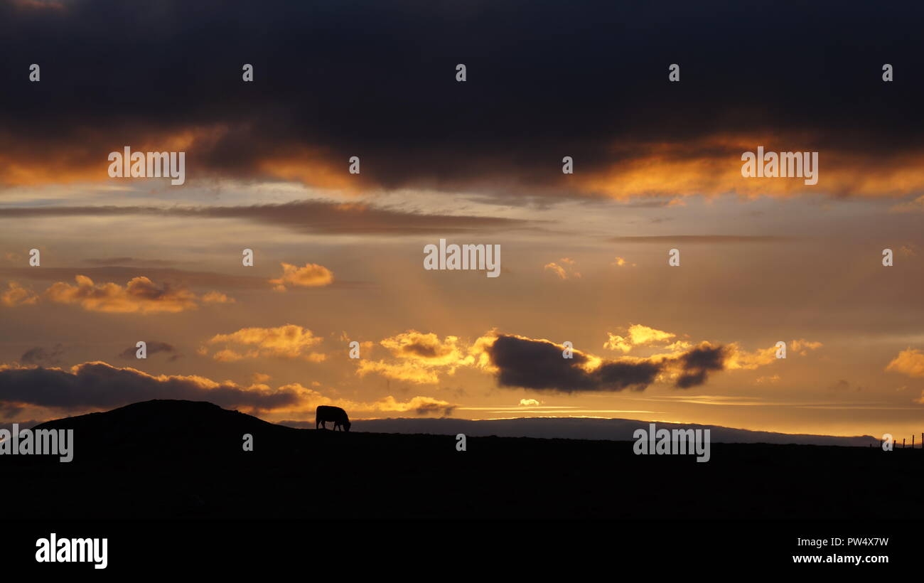 Silhouette of a cow grazing on a hillside against a cloudy sunset sky ...