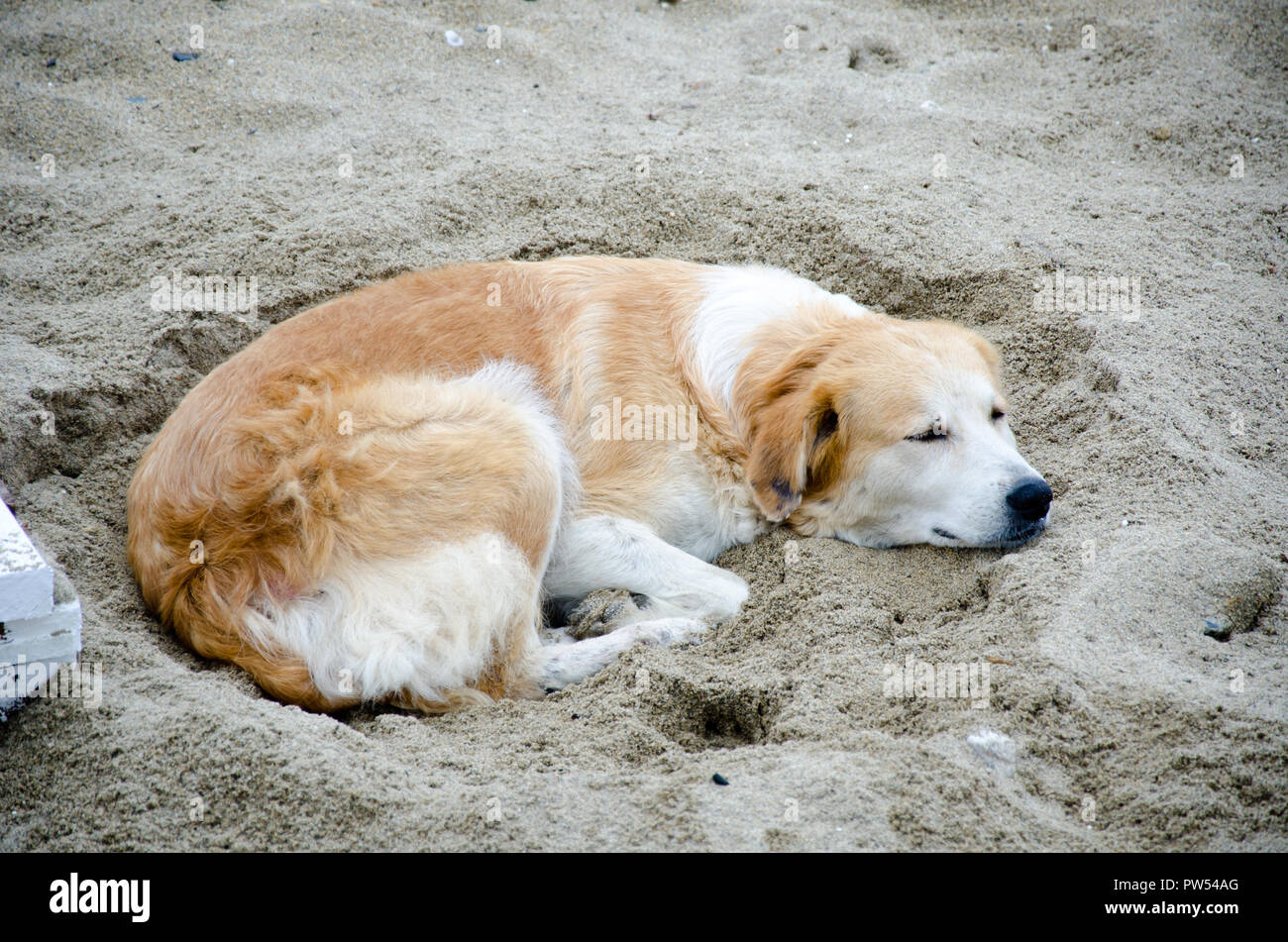 sleeping white brown dog on sandy beach on cloudy day Stock Photo