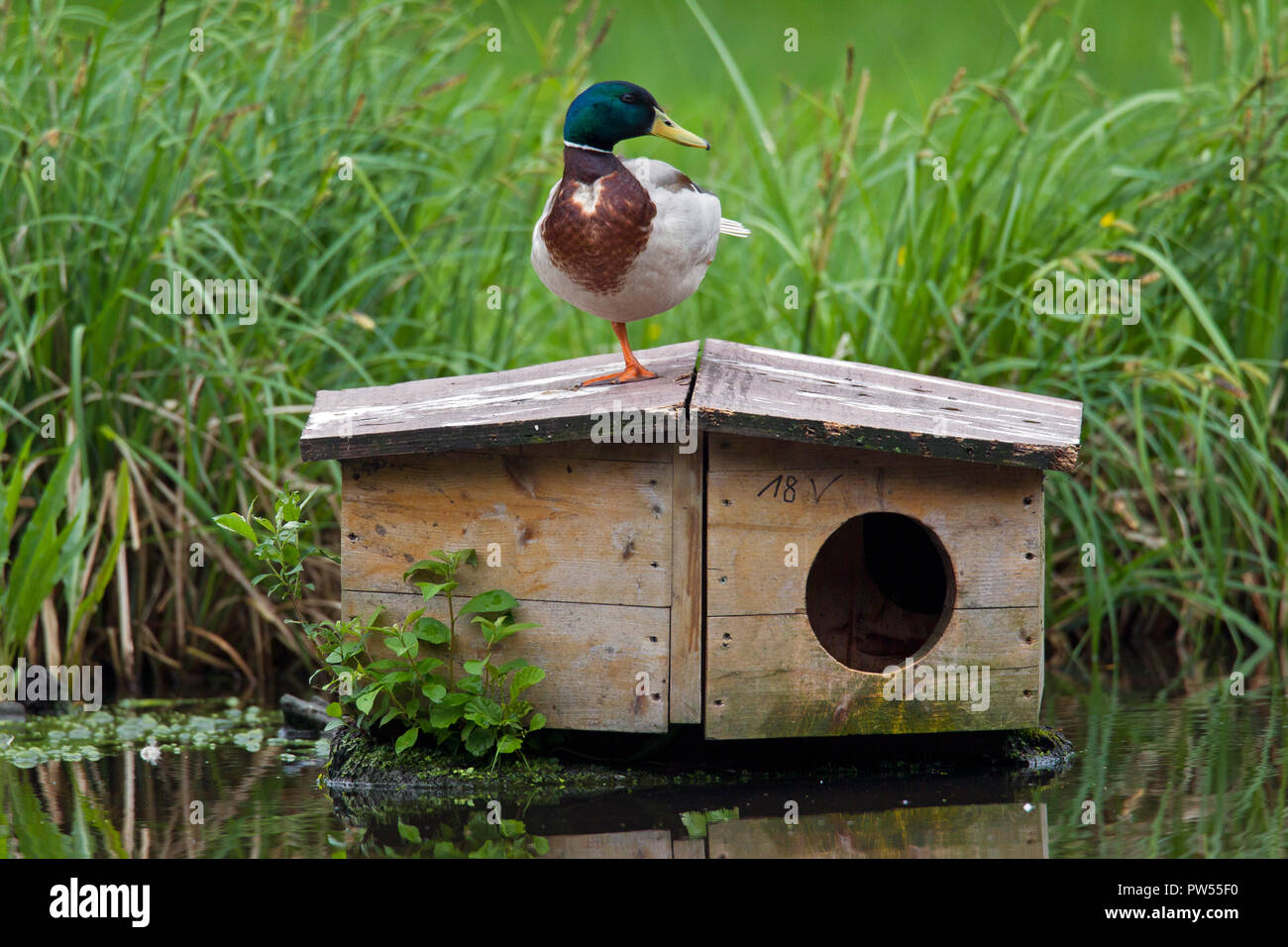 Mallard (Anas platyrhynchos) male / drake on duck house / nest box floating in pond Stock Photo