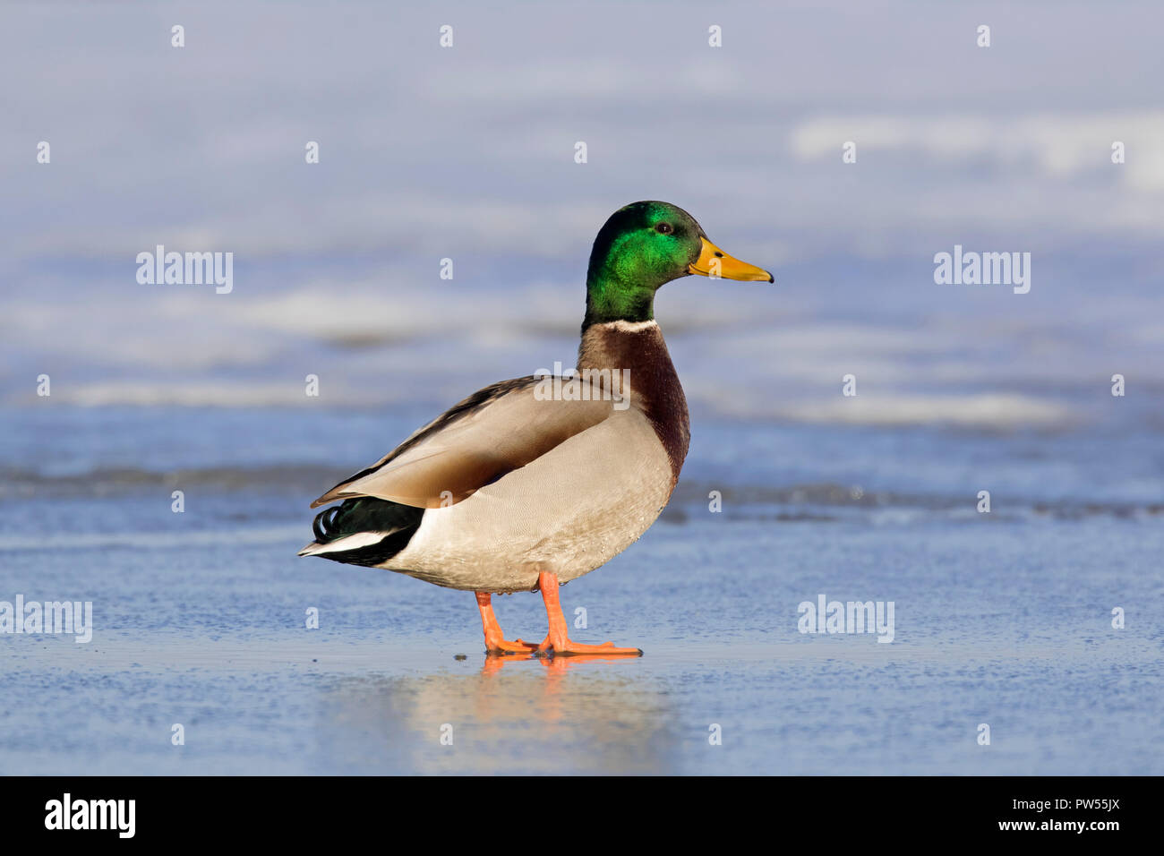 Mallard / wild duck (Anas platyrhynchos) male / drake resting on ice of frozen lake in winter Stock Photo