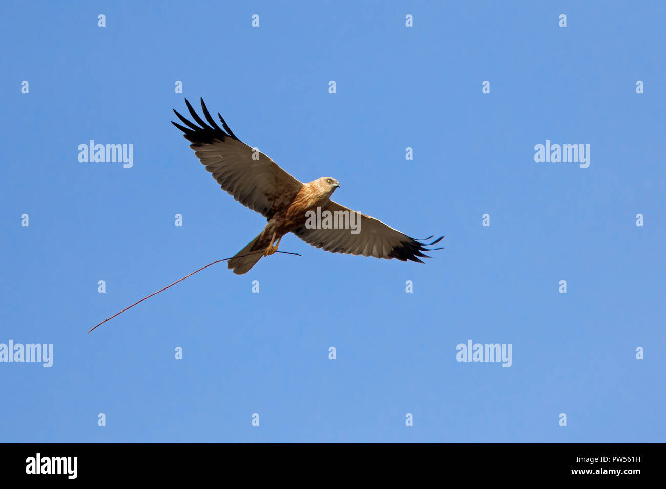 Western marsh harrier / Eurasian marsh harrier (Circus aeruginosus) male in flight with twig in talons for building nest in spring Stock Photo