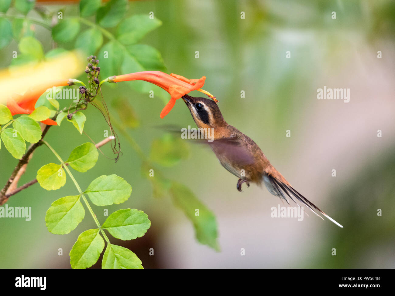 Little Hermit Hummingbird feeding on a Honeysuckle flower. - Stock Image