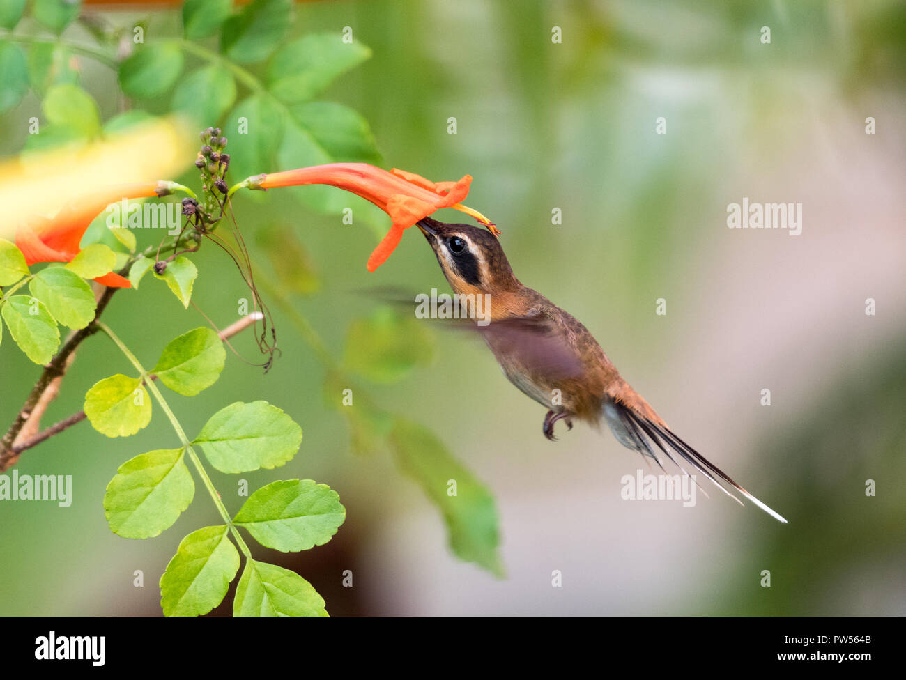 Little Hermit Hummingbird feeding on an orange Honeysuckle flower. Stock Photo
