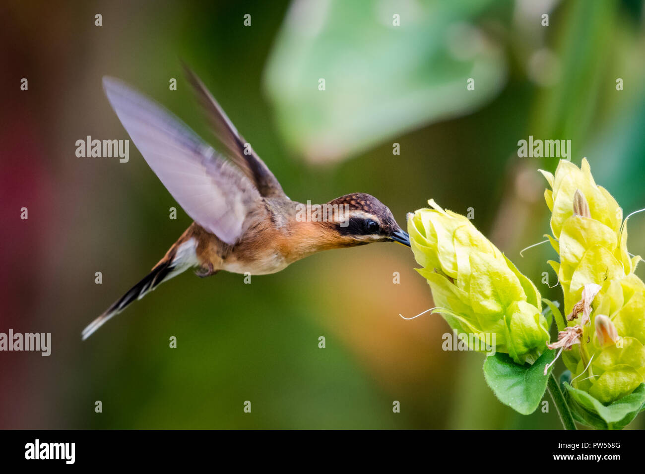 Little Hermit Hummingbird feeding on an exotic Shrimp Plant. Stock Photo