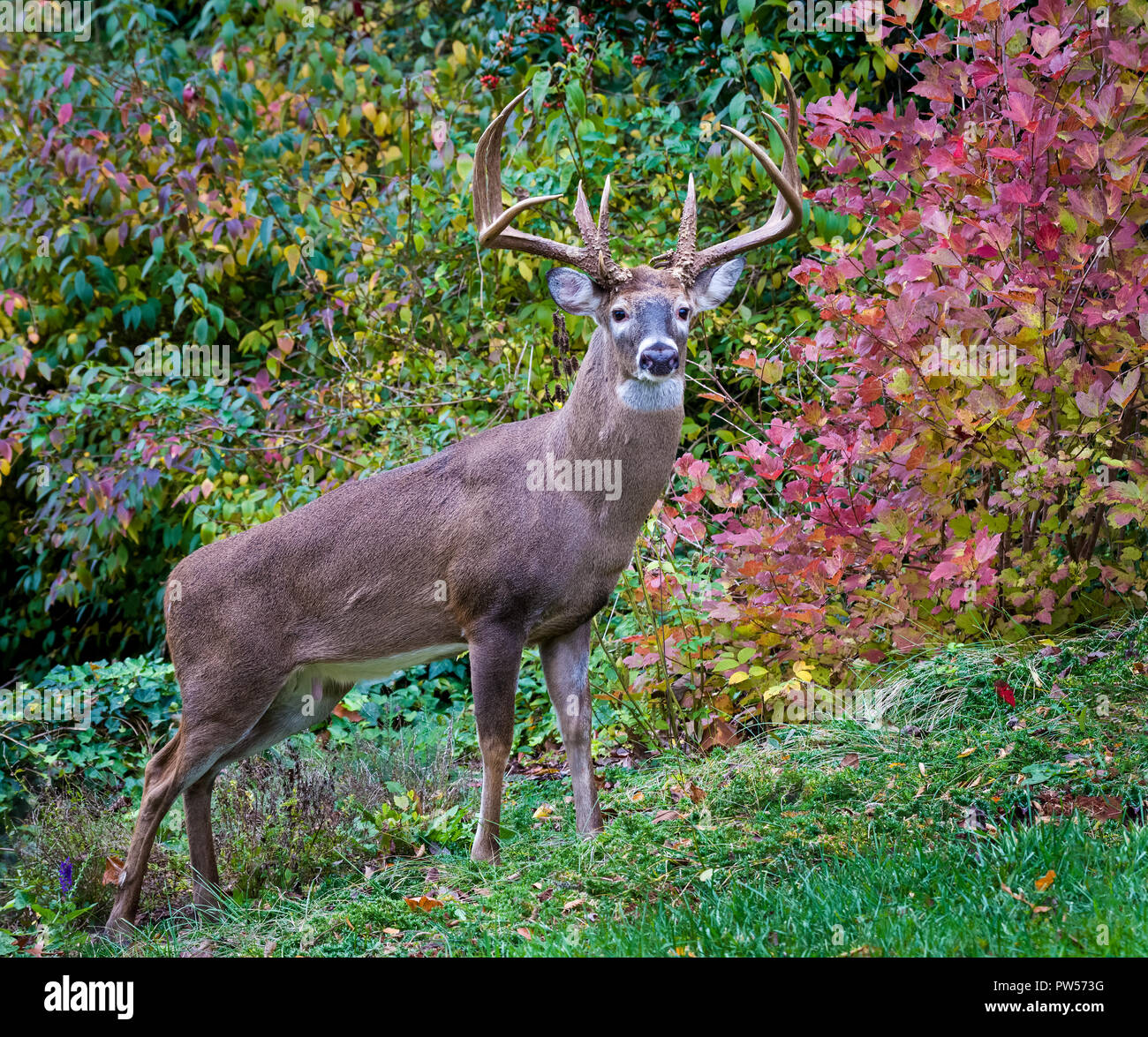 12 point buck deals