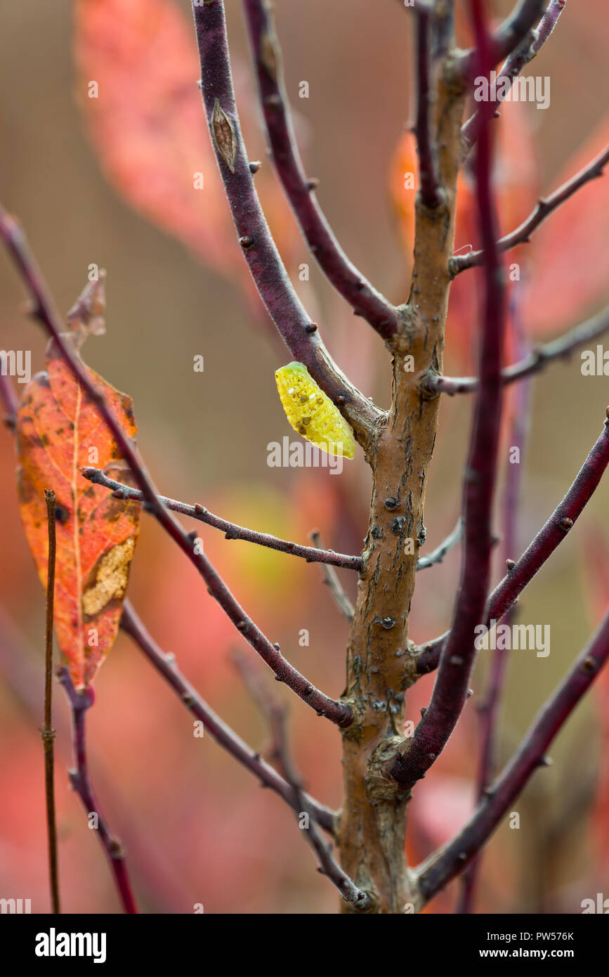 Yellow-shouldered slug caterpillar (Lithacodes fasciola) on a wild huckleberry (Gaylussacia sp.) shrub in Big Meadows in Shenandoah National Park in l Stock Photo