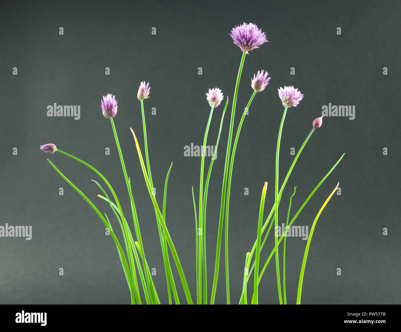 Flowers of chive plant. Chives (Allium schoenoprasum) are an edible species of the genus Allium. Their close relatives include the garlic, shallot, le Stock Photo