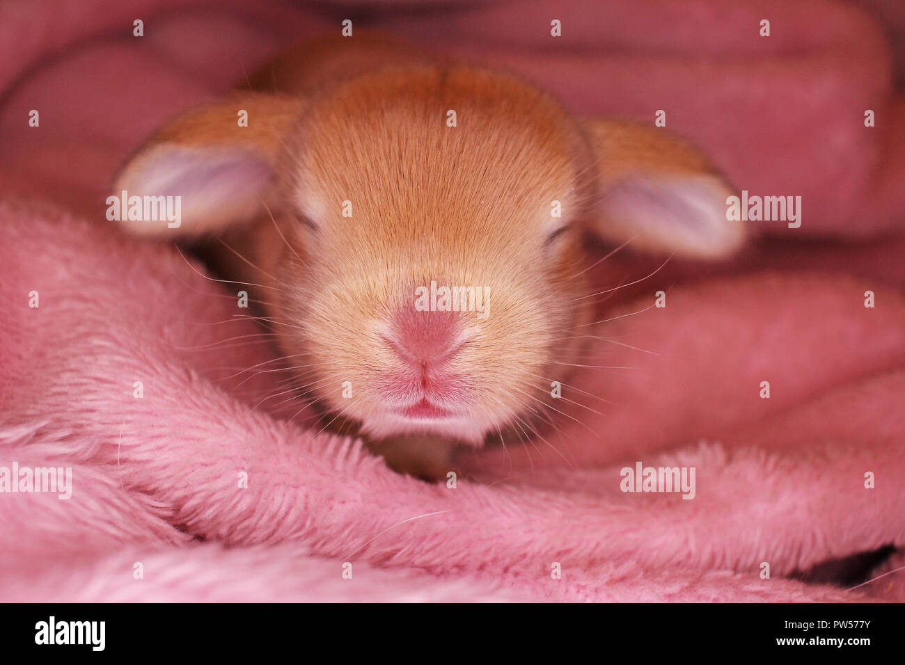 Just born rabbits sales