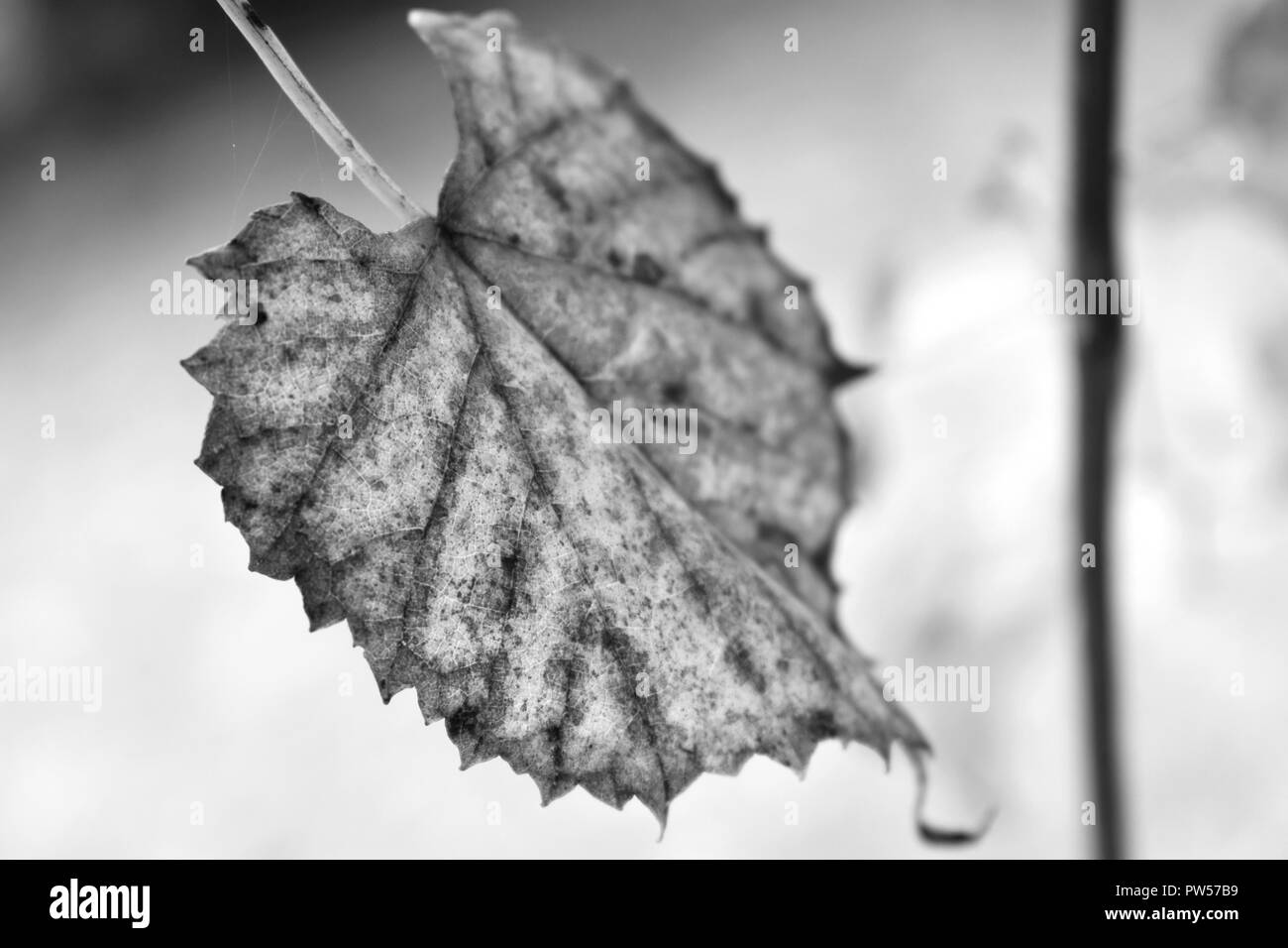 Leaf In Black And White Stock Photo