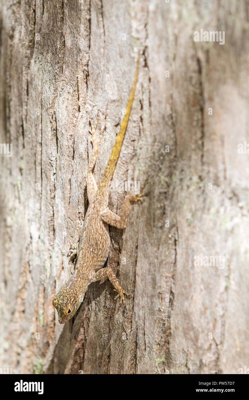 Gecko in the dominican republic caribbean islands Stock Photo