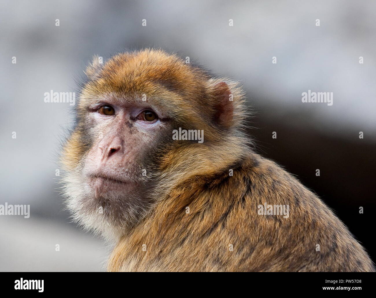 Monkey macaque face head look portrait hi-res stock photography and ...