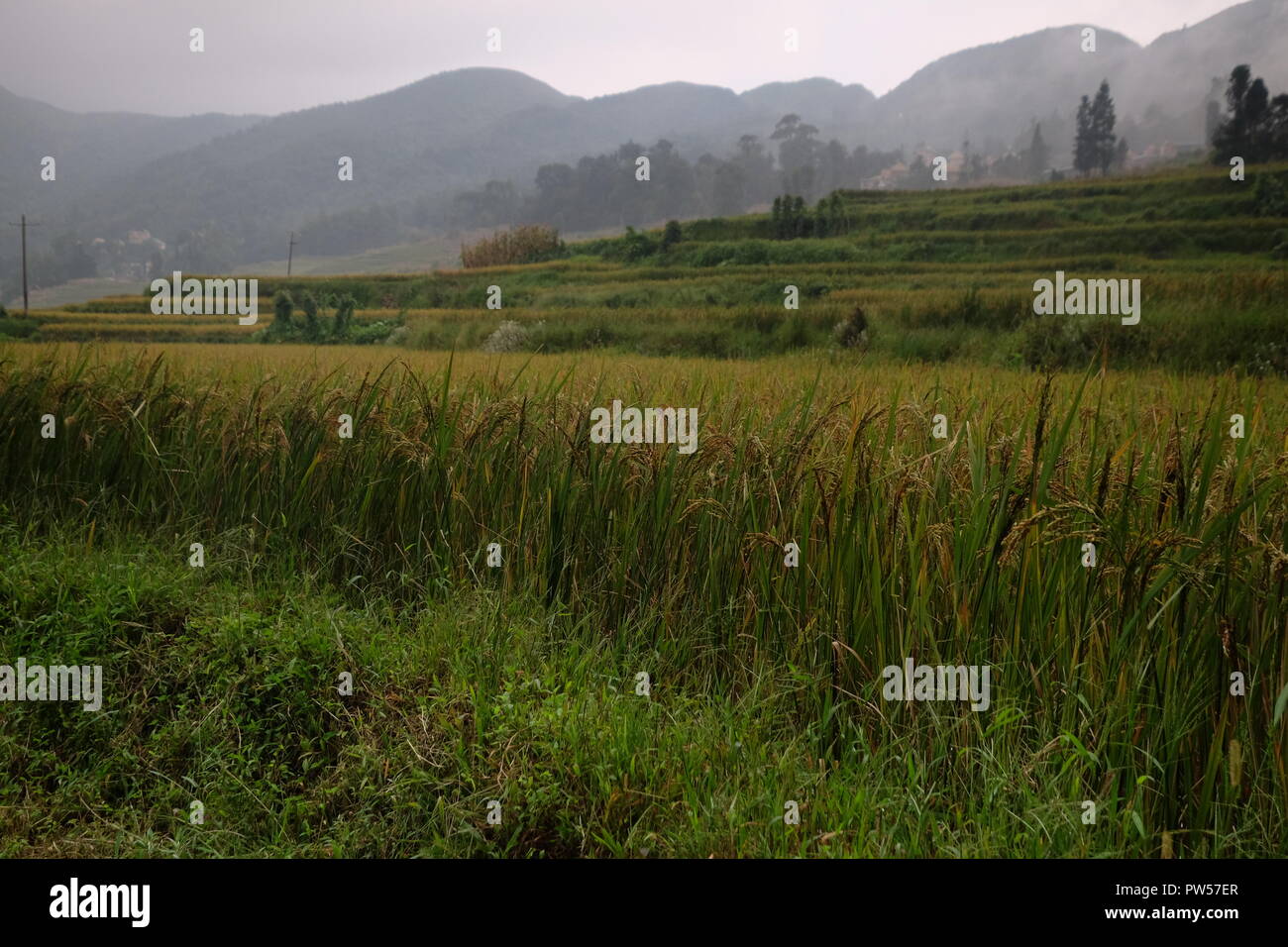 Amazing fields of rice in northern China - photographed by Dan Yeger ...