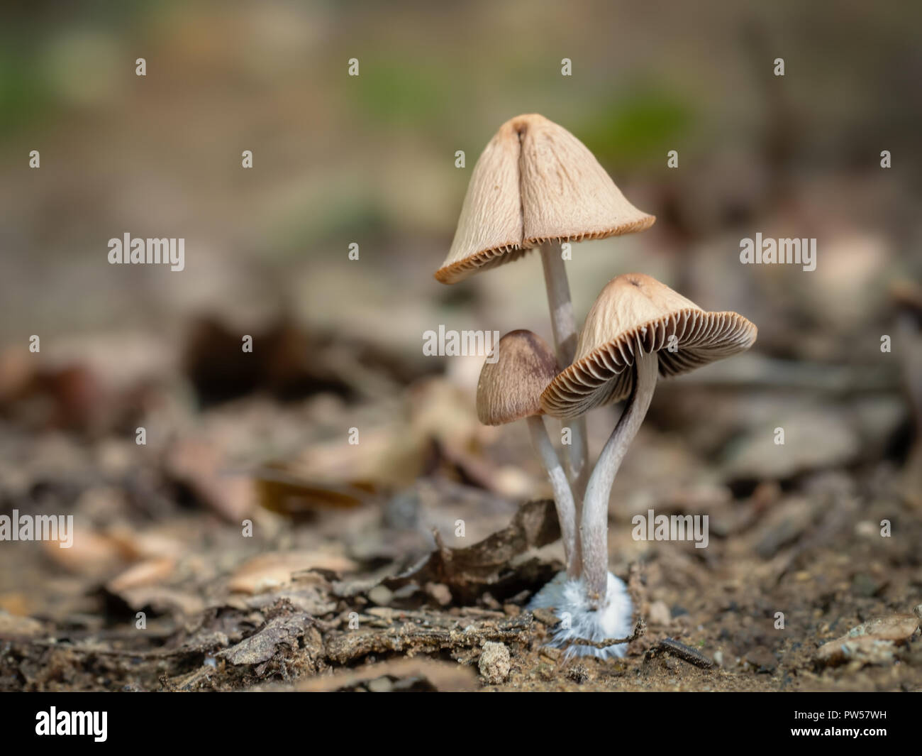 Cute toadstool family group with copyspace. Nature macro. Stock Photo