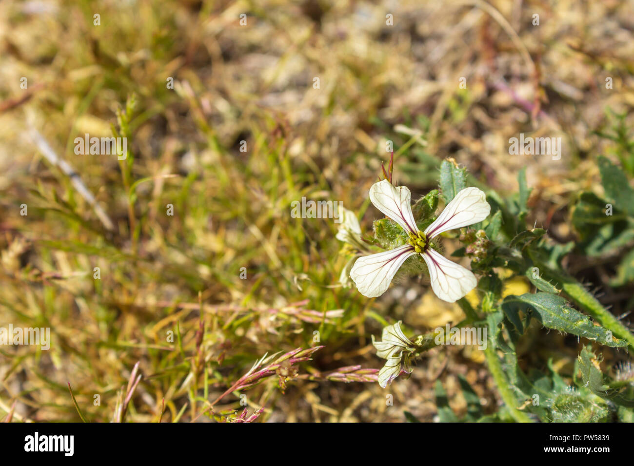 Brassica eruca hires stock photography and images Alamy