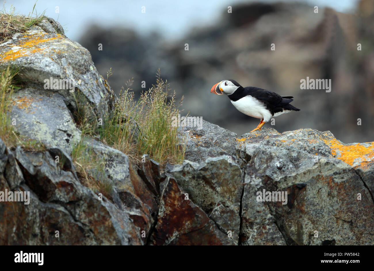 solitary black and white puffin on rocks with orange lichen Stock Photo