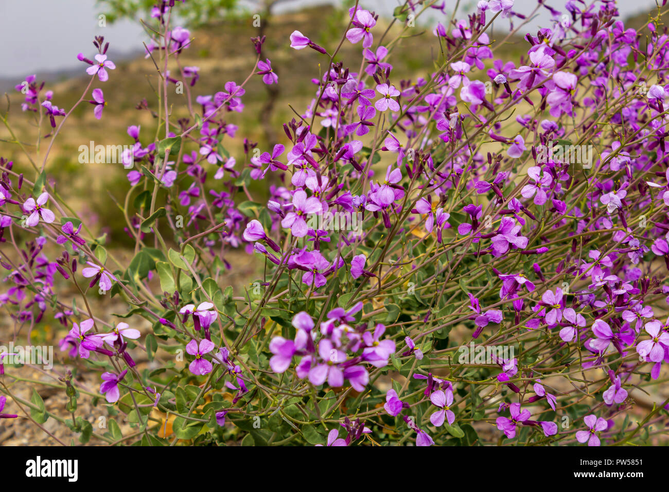Moricandia arvensis, Wild Brassica arvensis Stock Photo