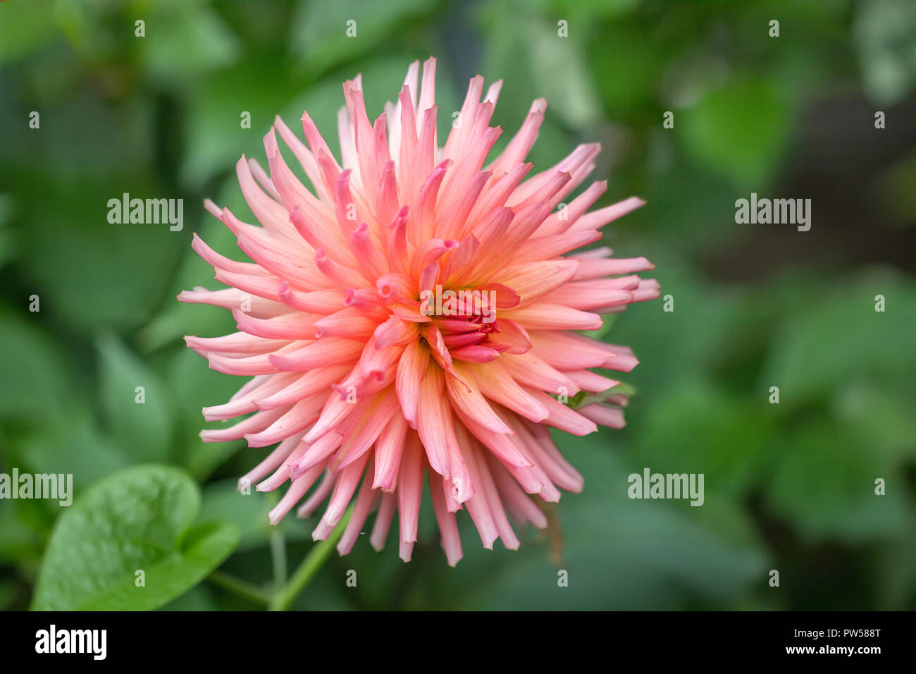Close-up of Dahlia Preference flower in a garden. Stock Photo