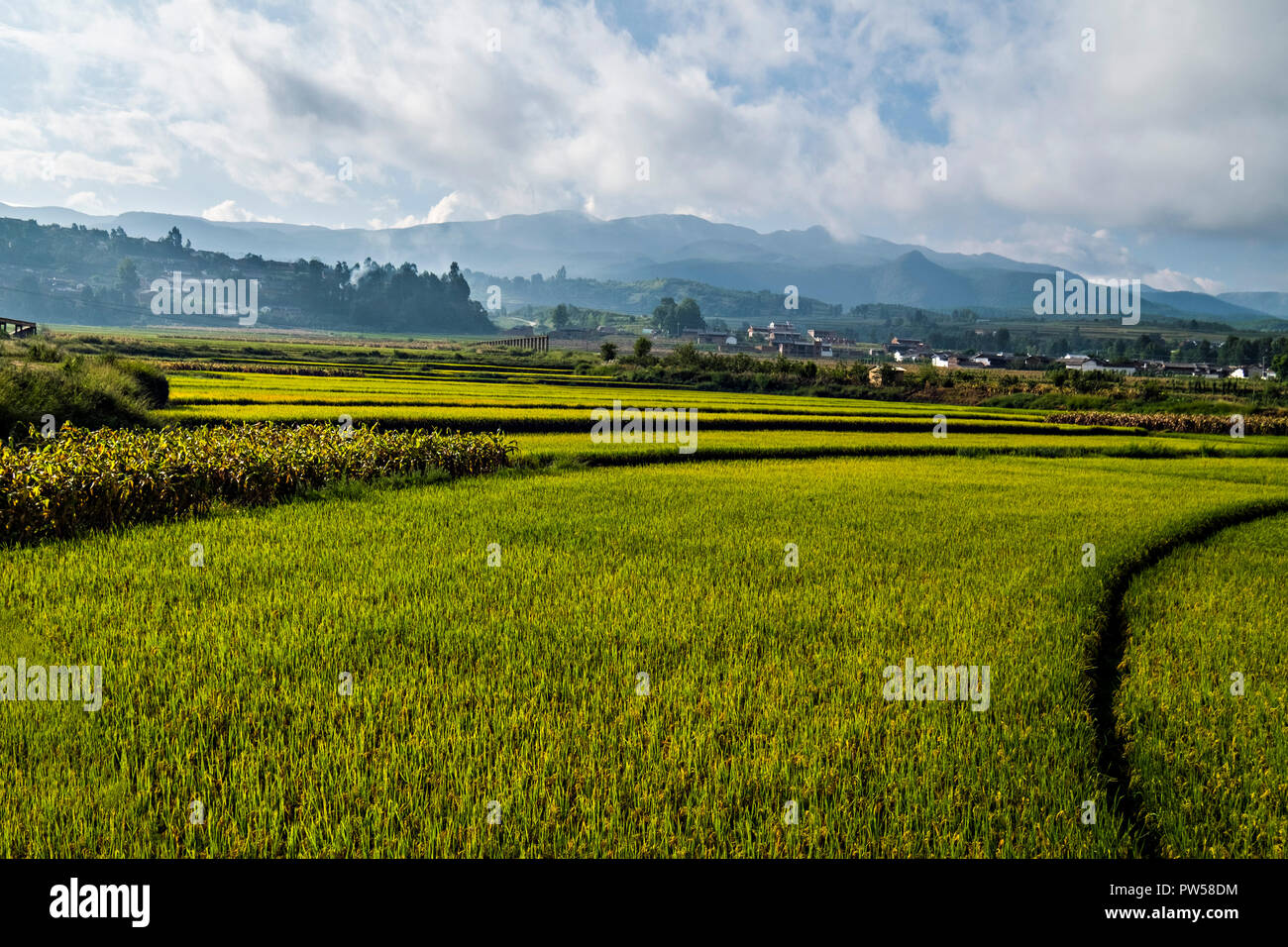 Amazing fields of rice in northern China  - photographed by Dan Yeger Stock Photo