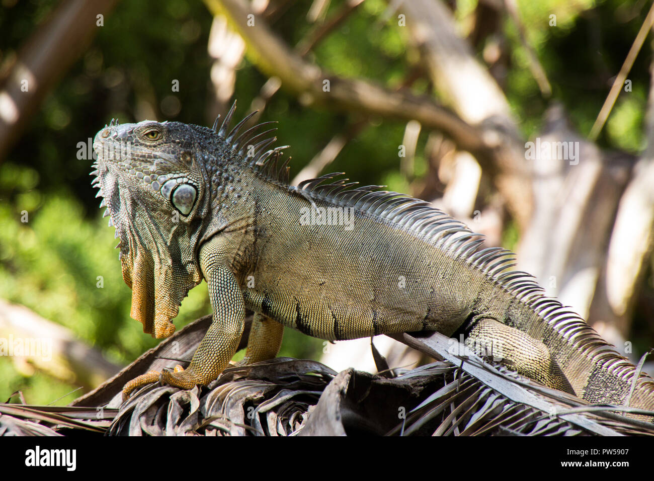 Iguana at the island of san andres, Colombia Stock Photo