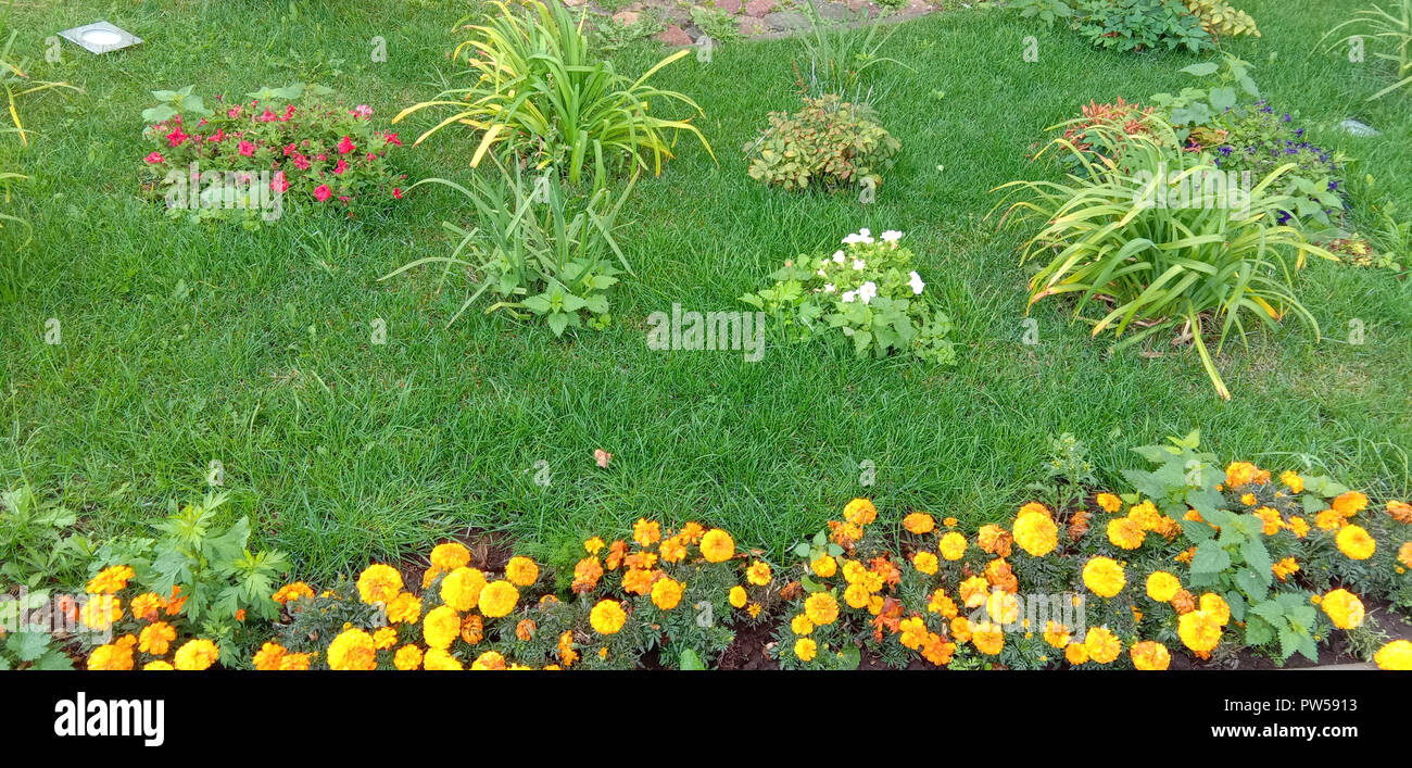 Beautiful ornamental flowerbed with green grass, yellow flowers and small plants. Landscape Russia. Stock Photo
