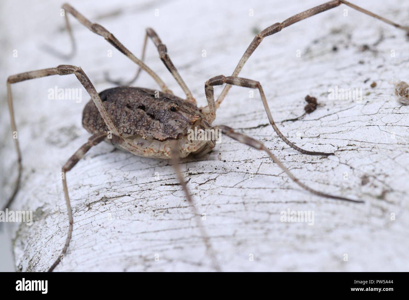 harvestman spider macro close up Stock Photo