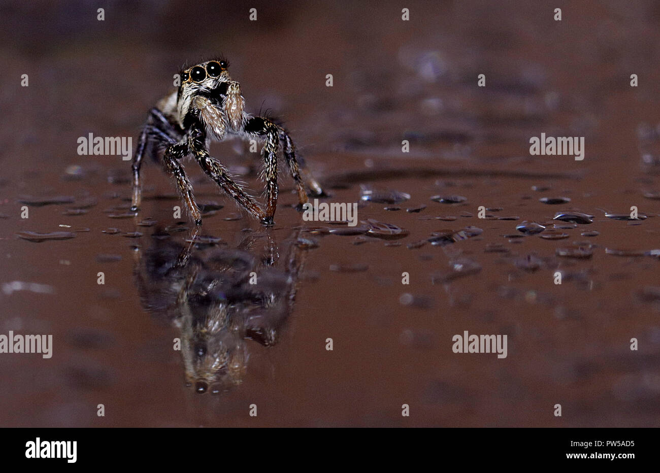 jumping spider Stock Photo