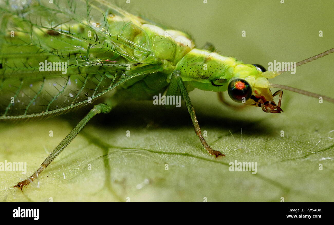 Chrysoperla carnea lacewings macro close up Stock Photo