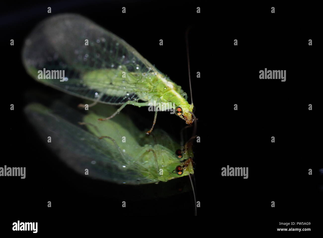 Chrysoperla carnea lacewings macro close up Stock Photo