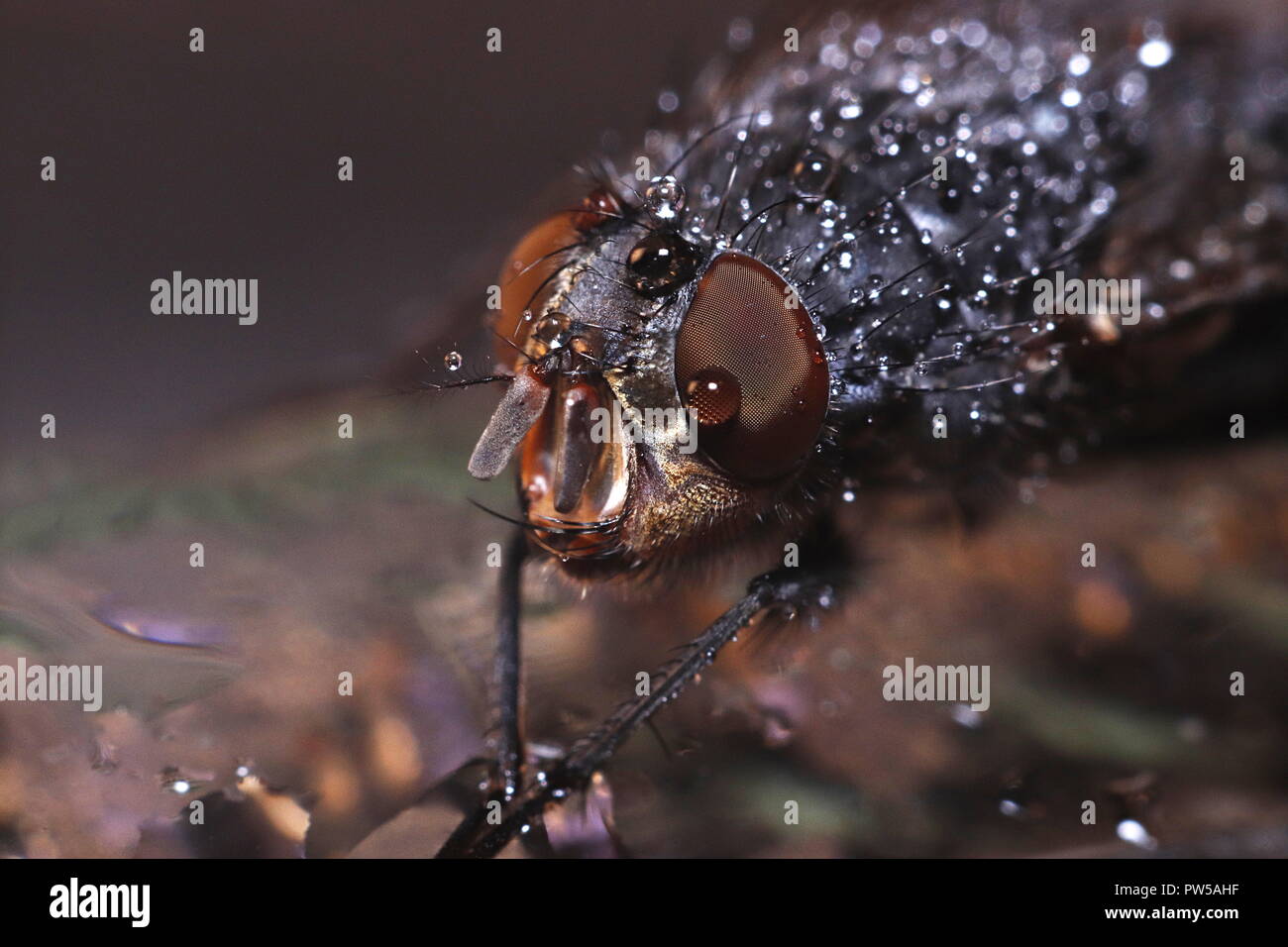 Big fly cover with waterdrops macro Stock Photo