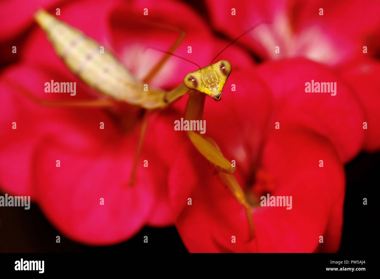 Praying mantis Hierodula venosa giant asian mantis Stock Photo Alamy