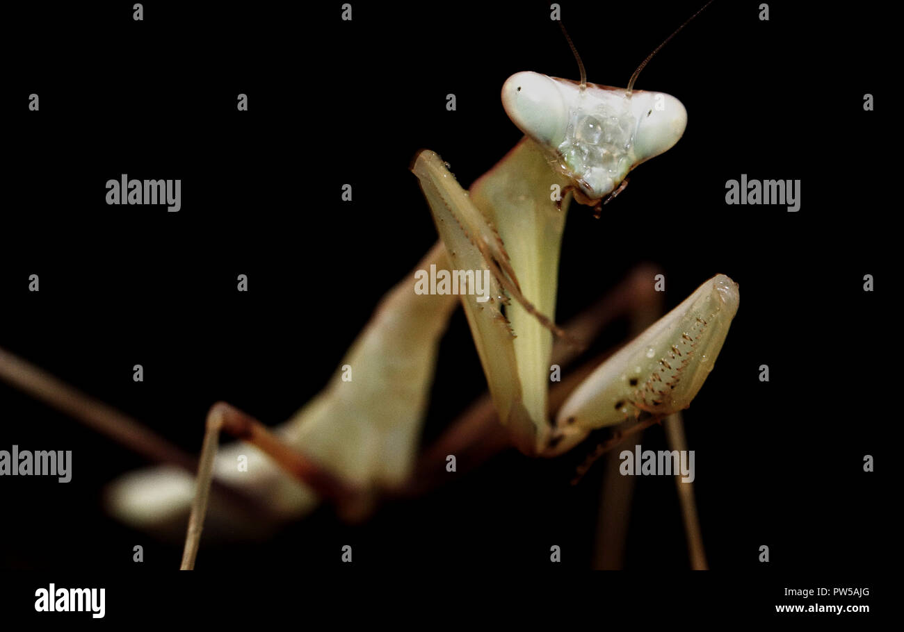 Hierodula membranacea giant asian mantis Stock Photo Alamy