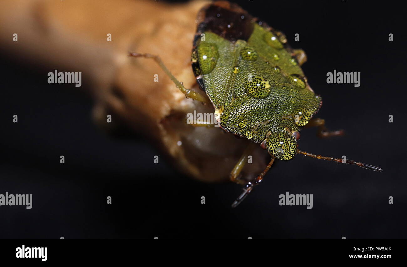 Green shield bug in waterdrops macro close up photo Stock Photo