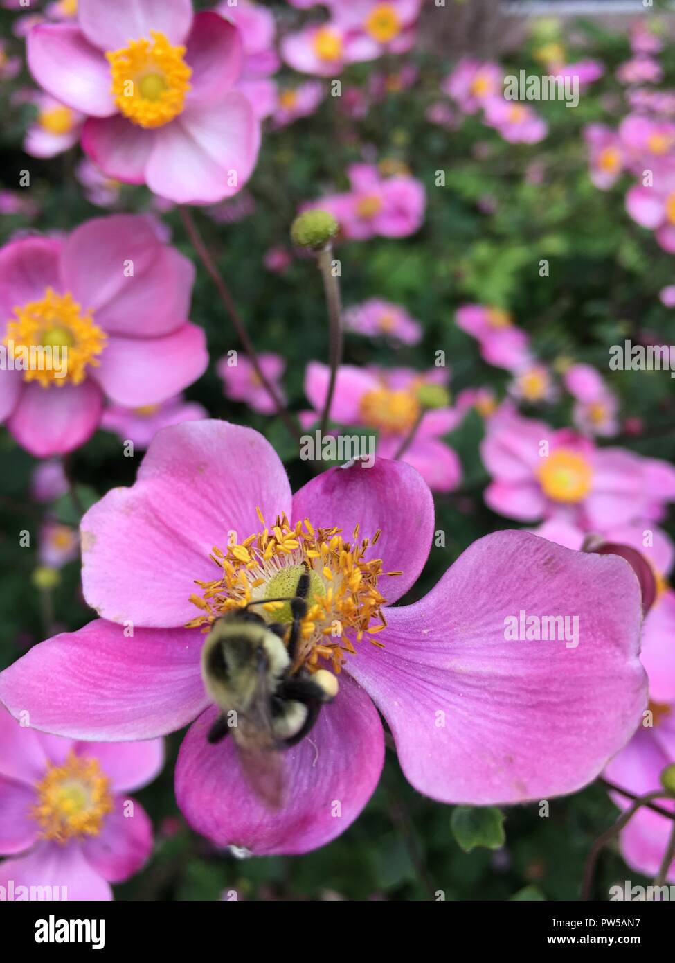 Pink flower bee hi-res stock photography and images - Alamy