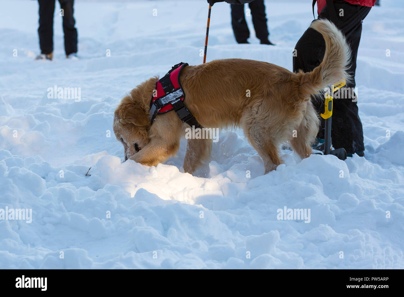 Golden retriever digging hi-res stock photography and images - Alamy