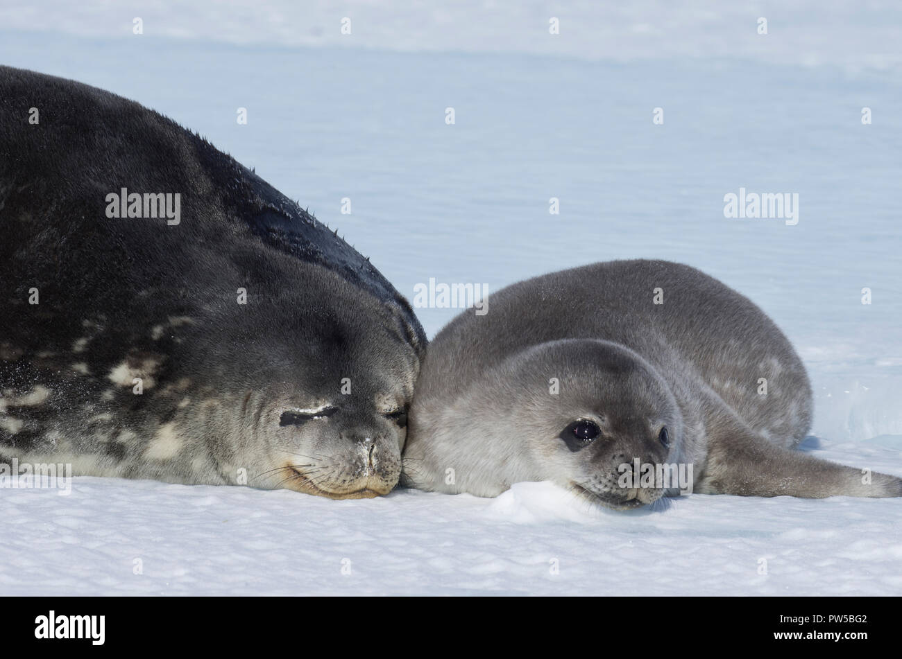 Seal - ringed seal (Pusa hispida), A young mother with a born cub lies ...