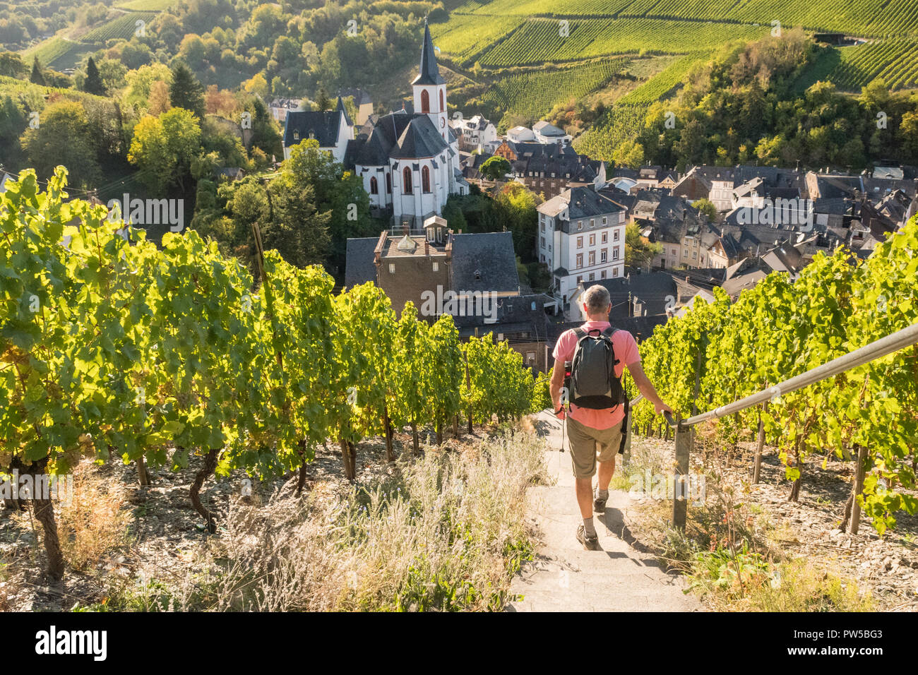 man walking through vineyards in Traben Trarbach in the Mosel Moselle valley, Germany, Europe Stock Photo