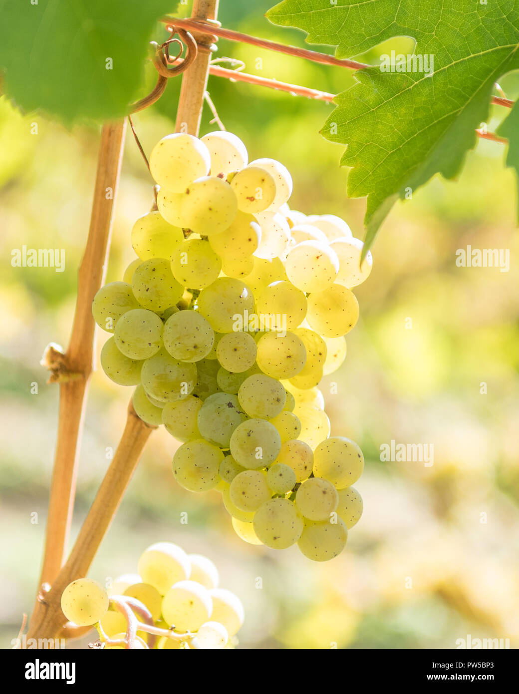 Riesling grapes growing in the Mosel Valley, Germany, Europe Stock Photo