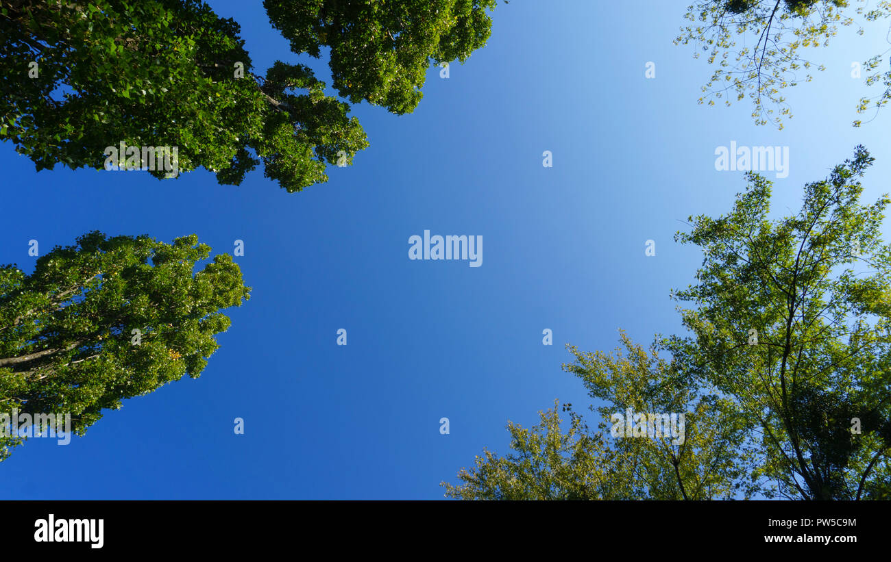 Blue sunny sky with green trees Stock Photo - Alamy