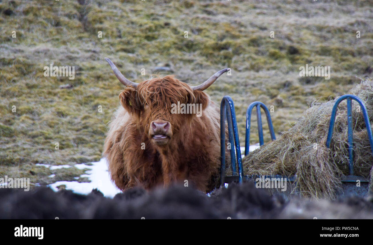 Scottish highland cattle at the Isle of Skye, Highlands of Scotland, Great Britain Stock Photo