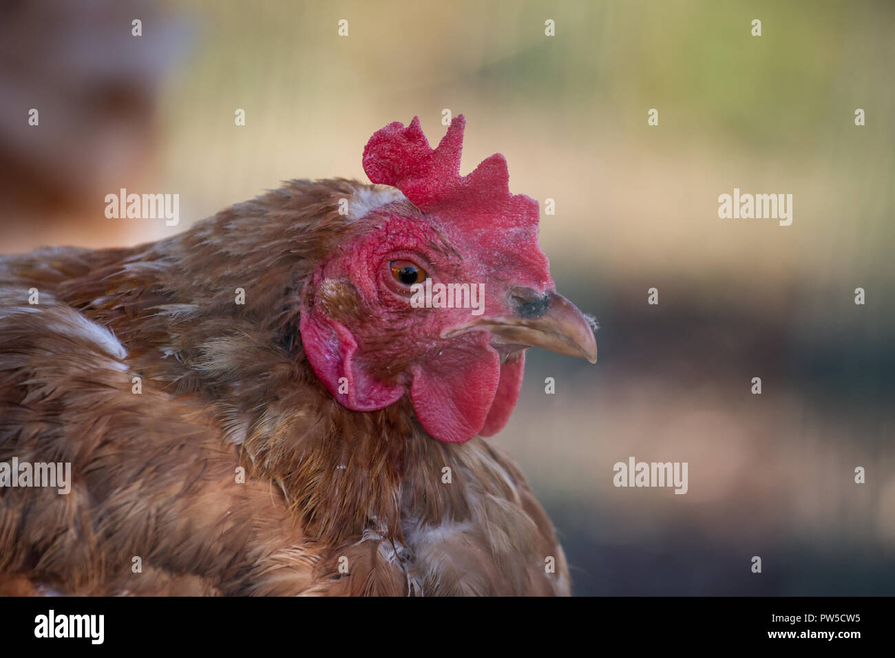 Happy free range chicken (Gallus gallus domesticus) enjoying the nice weather Stock Photo