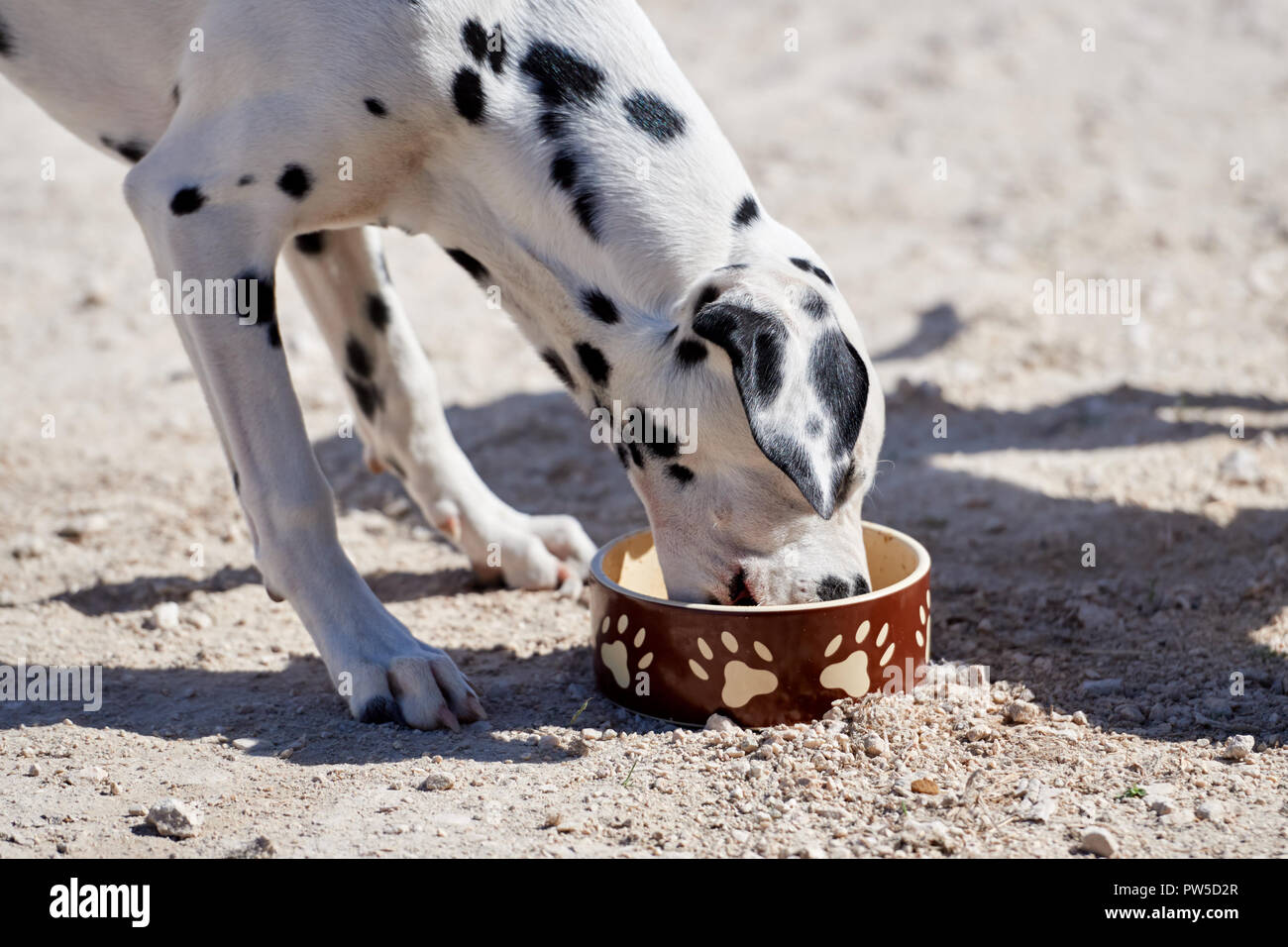 Dalmatian puppy eats dry food from a bowl Stock Photo
