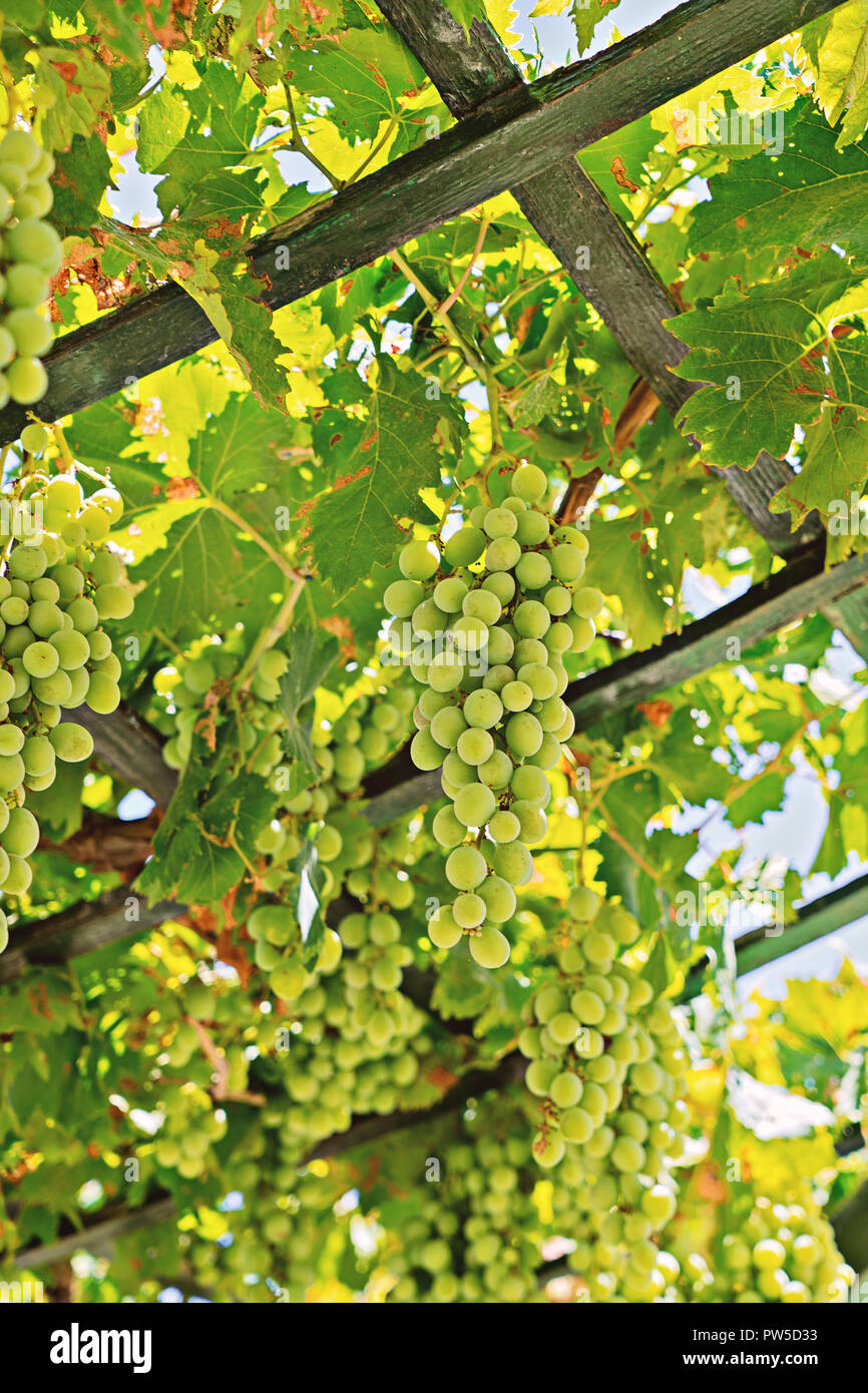 Close up view of fresh bunch of white grapes on field. Vineyard at ...