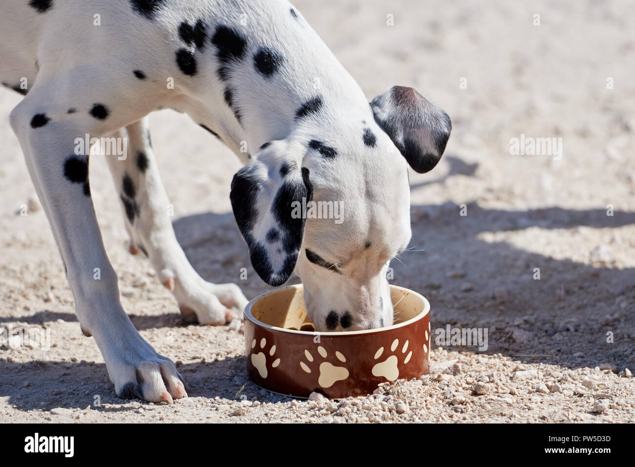 Dalmatian puppy eats dry food from a bowl Stock Photo
